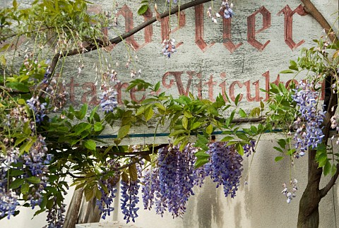 Faded viticulteur sign for Bruno Clavelier with spring Wisteria VosneRomane Cte dOr France