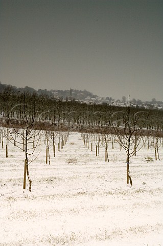 Young apple trees in the snow at Almondsbury Cider   orchard supplier of apples to Gaymers Cider     Gloucestershire England