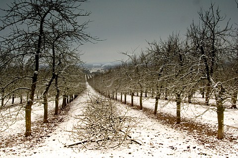 Apple trees in the snow at Almondsbury Cider   orchard supplier of apples to Gaymers Cider     Gloucestershire England
