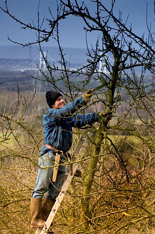 Winter pruning of apple trees at Almondsbury Cider   orchard supplier of apples to Gaymers Cider with   the Severn Bridge in background   Gloucestershire   England