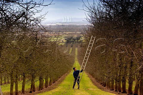 Winter pruning of apple trees at Almondsbury Cider   orchard supplier of apples to Gaymers Cider with   the new Severn Bridge in background     Gloucestershire England