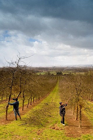 Winter pruning of apple trees at Almondsbury Cider   orchard supplier of apples to Gaymers Cider     Gloucestershire England