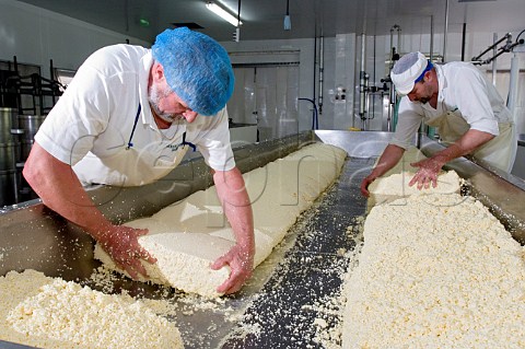 Splitting the curd and draining off the whey to make   Traditional Farmhouse Cheddar Cheese  Westcombe   Dairy Evercreech Somerset England