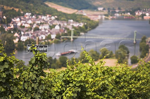 Sign marking vines of Weingut Willi Schaefer in   vineyard above Graach overlooking the Mosel River   Germany  Mosel