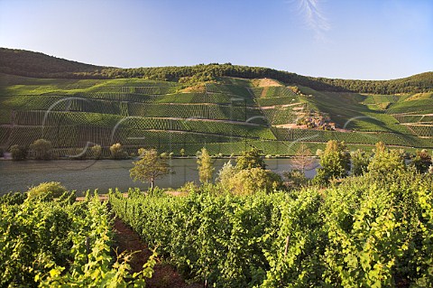 Evening sunlight on the Goldtrpfchen and Gnterslay vineyards sloping down to the Mosel River at Piesport with Treppchen vineyard in the foreground Germany   Mosel
