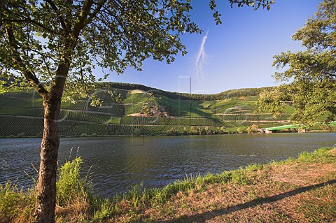 Evening sunlight on the Goldtrpfchen and Gnterslay vineyards sloping down to the Mosel River at Piesport Germany Mosel