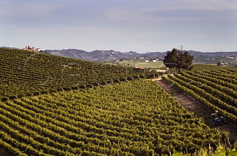 Barbera vineyards of Tenuta Garetto near San Marzano Oliveto Asti Piemonte Italy    Barbera dAsti