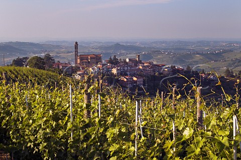 View over Moscato vineyard to Castiglione Tinella   Asti Piemonte Italy Moscato dAsti