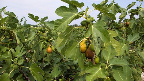 Figs growing in vineyard of Weingut FuhrmannEymael   Pfeffingen Bad Drkheim Germany  Pfalz