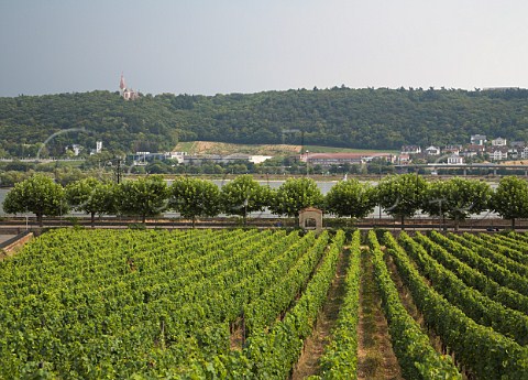 Rosengarten vineyard with the Rhein river beyond   Rdesheim Germany   Rheingau