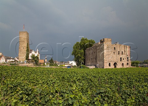 Castle ruins housing Rheingauer Weinmuseum   overlooking Rosengarten vineyard Rdesheim Germany   Rheingau