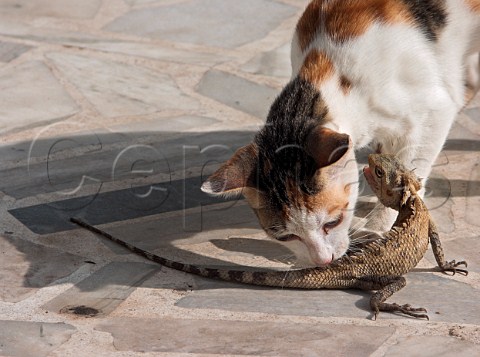 Cat and Gecko Chennai Madras India
