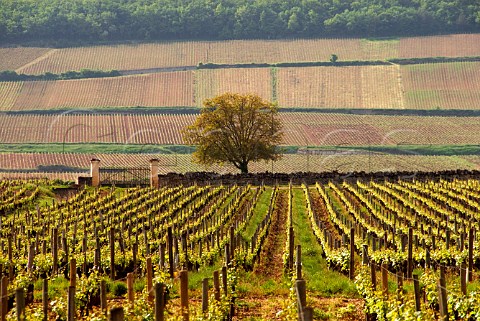 Les Caillettes vineyard with hill of Corton beyond   AloxeCorton Cte dOr France  Cte de Beaune