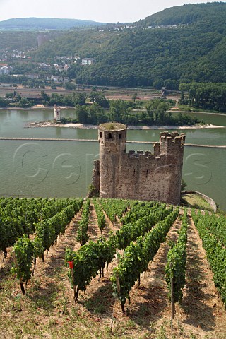 Ehrenfels Castle in the Berg Schlossberg vineyard   above the Rhine River and Museturm medieval tax tower with Bingen on the far bank Rdesheim   Germany Rheingau