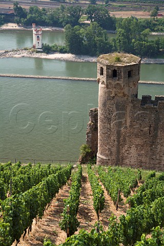 Ehrenfels Castle in the Berg Schlossberg vineyard above the Rhine River and Museturm medieval tax tower Rdesheim Germany Rheingau