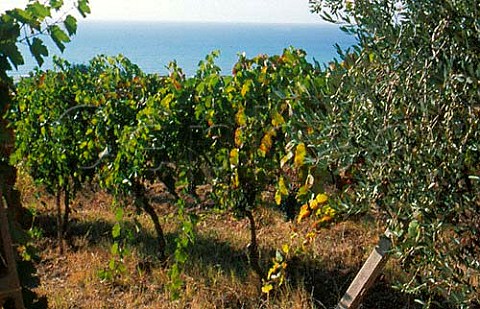 Vineyard of De Conciliis winery   Prignano Campania Italy