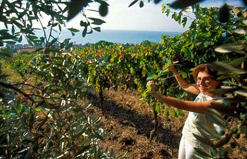 Vineyard of De Conciliis winery   Prignano Campania Italy