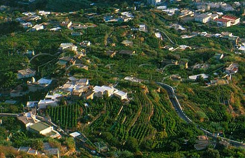 Terraced vineyards at Panza Ischia   Campania Italy