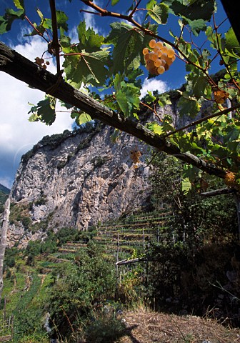 Bunches of Fenile grapes in terraced   vineyard of Marisa Cuomo Furore Costa   dAmalfi Campania Italy