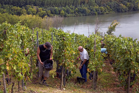 Harvesting Syrah grapes in the Coteau de Semons   vineyard of Georges Vernay above the River Rhne at   Tupin Rhne France  Cte Rtie