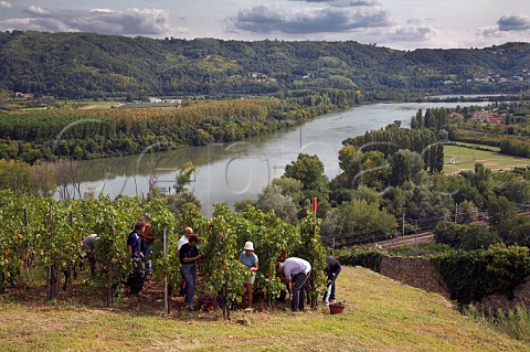 Harvesting Syrah grapes in the Coteau de Semons   vineyard of Georges Vernay above the River Rhne at   Tupin Rhne France  Cte Rtie