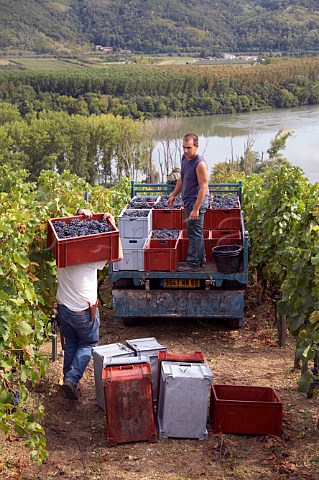Loading truck with harvested Syrah grapes in the   Coteau de Semons vineyard of Georges Vernay above the   River Rhne at Tupin Rhne France  Cte Rtie