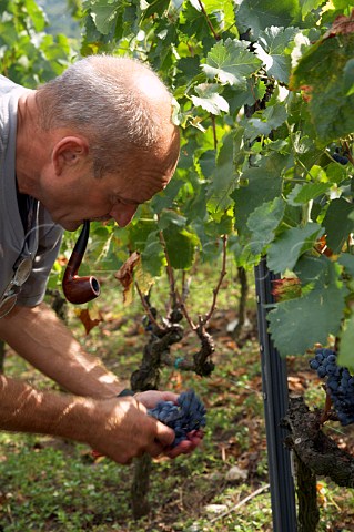 Picking Syrah grapes in the Coteau de Semons   vineyard of Georges Vernay at Tupin Rhne France    Cte Rtie