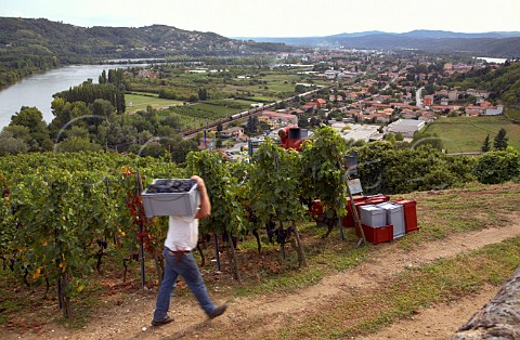 Harvesting Syrah grapes in the Coteau de Semons   vineyard of Georges Vernay above the River Rhne   between Tupin and Condrieu  Rhne France  Cte   Rtie