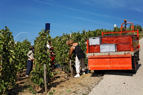 Harvesting Syrah grapes in vineyard of Gilles Barge   on the Cte Blonde  Ampuis Rhne France   Cte   Rtie