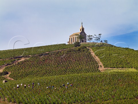 Harvesting Gamay grapes in vineyard below La Madone   chapel on the hill above  Fleurie France  Fleurie    Beaujolais