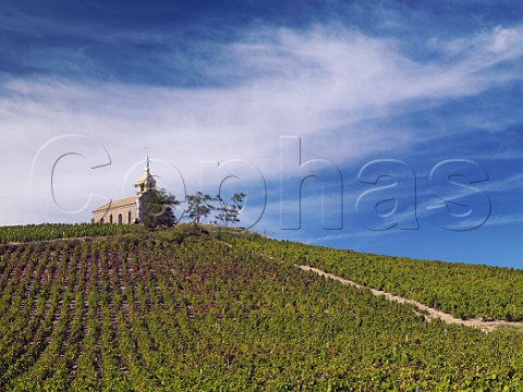 Vineyard below La Madone chapel on the hill above   Fleurie France  Fleurie  Beaujolais