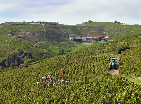 Harvesting Gamay grapes from vineyard in the hills   above Fleurie France   Fleurie  Beaujolais