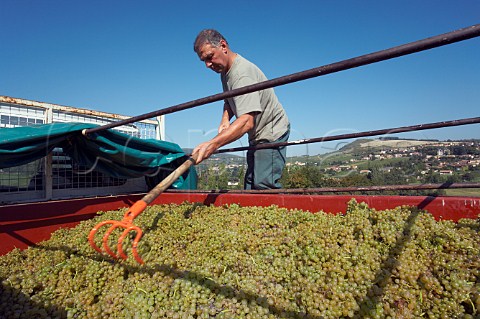 Harvesting Chardonnay grapes from 80year old   vineyard of Les Hritiers du Comte Lafon at   Bussires one of several vineyards they own near   their winery at MillyLamartine  SaneetLoire   France   Mconnais