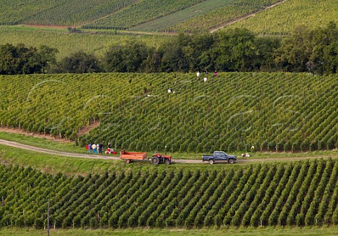 Harvest time in vineyard at Leynes SaneetLoire   France StVran  Mconnais