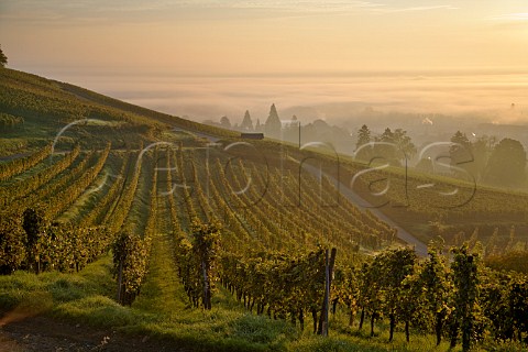Early morning mist in Kirchberg de Barr Grand Cru   vineyard Barr BasRhin France  Alsace