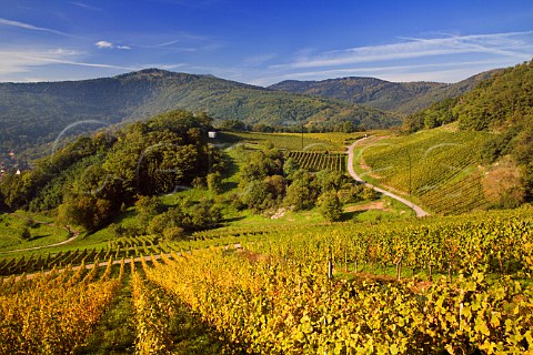 Wiebelsberg Grand Cru vineyard above Andlau   BasRhin France Alsace