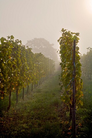 Morning mist in vineyard at Zellenberg HautRhin   France  Alsace