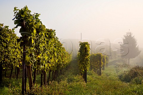 Morning mist in vineyard at Zellenberg HautRhin   France  Alsace