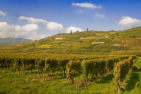 Mambourg Grand Cru vineyard Sigolsheim HautRhin   France  Alsace