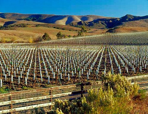 New vineyard of Clos Pepi with Purisma Hills beyond   Lompoc Santa Barbara Co California Santa Rita Hills