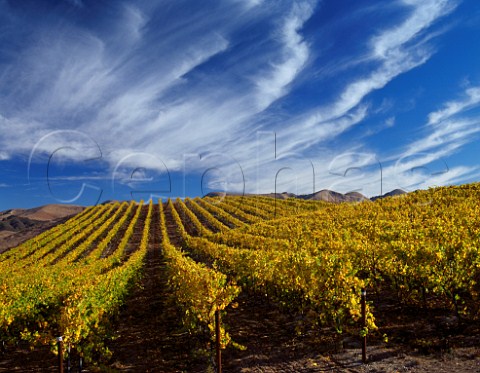 Autumnal vineyard near San Luis Obispo California   Edna Valley