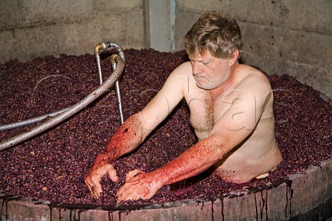 JeanMichel Deiss of Domaine Marcel Deiss treading   Pinot Noir grapes from his Altenburg vineyard    Bergheim HautRhin France  Alsace