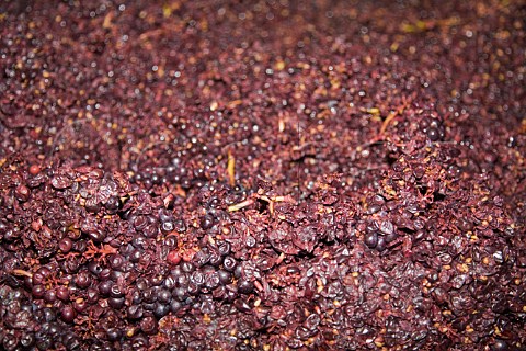 Pinot Noir grapes from the Domaine Marcel Deiss   Altenburg vineyard  Bergheim HautRhin France    Alsace
