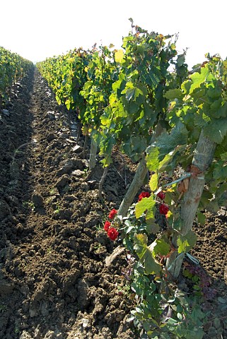 Newly ploughed Merlot vineyard of Chteau Ptrus   Pomerol Gironde France Pomerol  Bordeaux