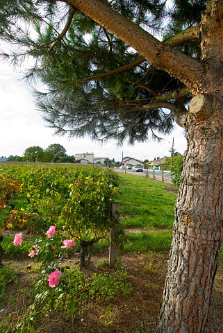 LEnclos vineyard of Chteau Quinault in the centre   of Libourne  Gironde France  Saintmilion    Bordeaux