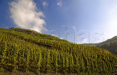 Doctor vineyard above Bernkastel Mosel Valley Germany