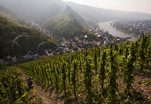 Winching a sledge during the harvest of Riesling   grapes for Weingut Ww Dr H Thanisch in the Doctor   vineyard above BernkastelKues and the Mosel river   Germany  Mosel