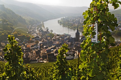 Vines of Weingut Wegeler in the Doctor vineyard   overlooking BernkastelKues and the Mosel river   Germany   Mosel