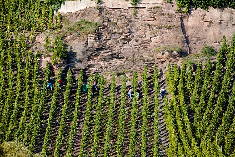 Harvesting Riesling grapes for Weingut Johann Mertes   in Erdener Treppchen vineyard Erden Germany     Mosel