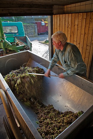 Pushing Riesling grapes in the screwfeed hopper at   Weingut Johann Mertes Erden Germany  Mosel